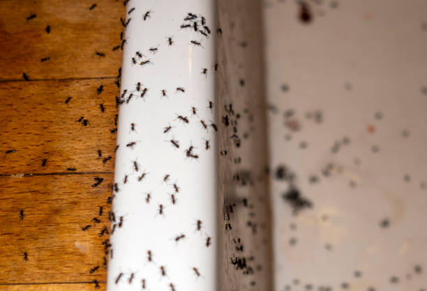 Best Ant Control Services  in Hurt, VA